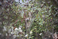 Four House Sparrows Eating Late Blackberries