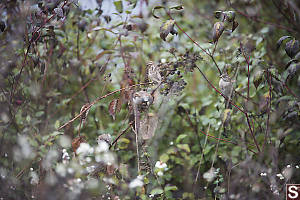 Four House Sparrows Eating Late Blackberries