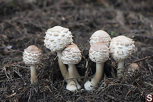 Shaggy Mane Family