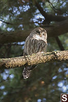 Barred Owl Trying To Sleep