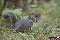 Douglas Squirrel In Grass
