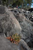 Goose Tongue Growing In Rocks