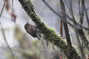 Pacific Wren