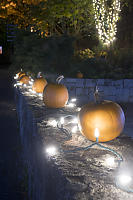 Lit Pumpkins On Wall