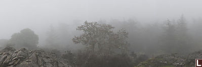 Trees In Fog