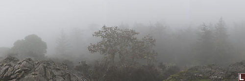 Trees In Fog