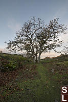 Five Oak Trees In Meadow