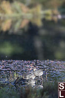 Green Wing Teals Trying To Nap