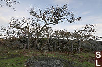 Line Of Stunted Oak Trees Behind Rock
