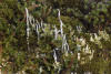 Miniature World Of Lichen And Moss
