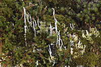 Miniature World Of Lichen And Moss
