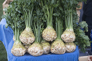 Stacked Celery Root