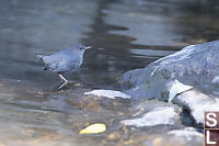 American Dipper In Shallow Water