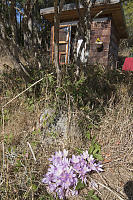 Fall Crocus At Karin Kocha Campbell