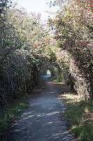 Tunnel Through Park