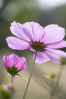 Undershot Flowers