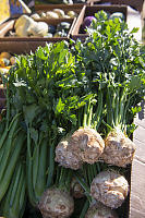 Celeriac Celery Root