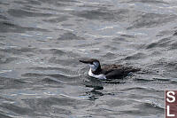 Common Murre Non
          Breeding