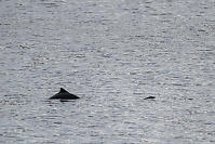 Harbour Porpoise Swimming
          By