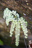 Maidenhair Fern Growing On Wet Wall