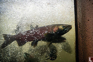 Salmon In Fish Ladder