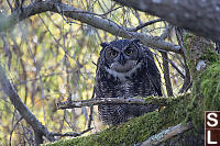 Great Horned Owl With Tongue Out