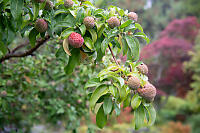 Dogwood Coming Ripe