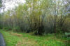 Previous