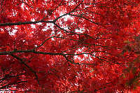 Underside Of Red Canopy