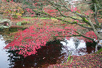 Fall Maple At Van Dusen