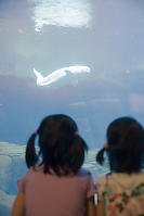Kids Watching The Beluga