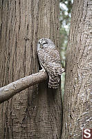 Barred Owl Out Of The Snow