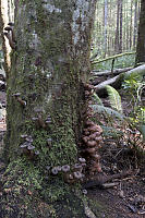 Trunk Covered In Mushrooms