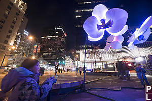 Claira With Purple Flower