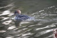 Hooded Merganser Non Breeding Male