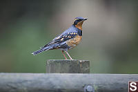 Varied Thrush On Fence Post