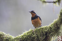 Varied Thrush On Mossy Branch