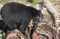 Black Bear Climbing On Logs