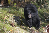 Black Bear On Shore