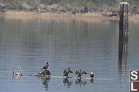 Cormorants Drying Wings