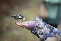 Hand Feeding Chickadee