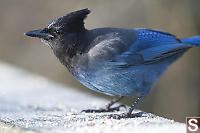 Stellars Jay Looking For Seeds