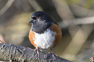 Towhee On Branch
