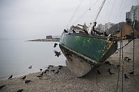 Crows Picking Mussels Off Boat