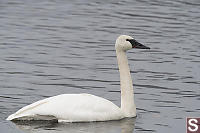 Trumpeter Swan