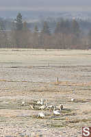 Trumpter Swans On With Foggy Hills