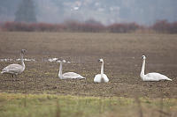 Trumpeter Swan At Farm