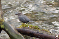 American Dipper