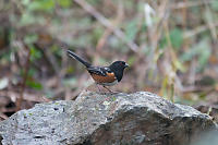 Spotted Towhee
