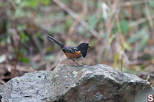 Spotted Towhee